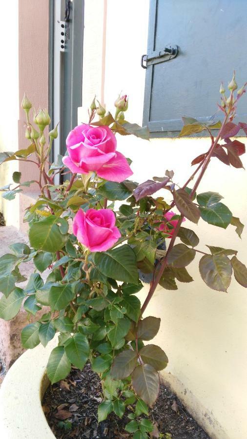 Quinta Do Outeiro Bed & Breakfast Vila Nova de Poiares Dış mekan fotoğraf