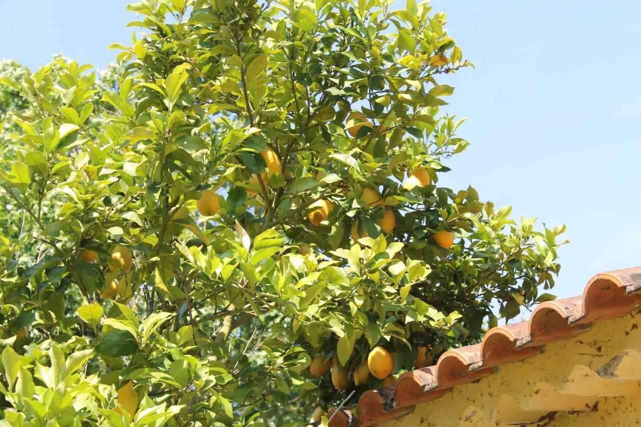Quinta Do Outeiro Bed & Breakfast Vila Nova de Poiares Dış mekan fotoğraf